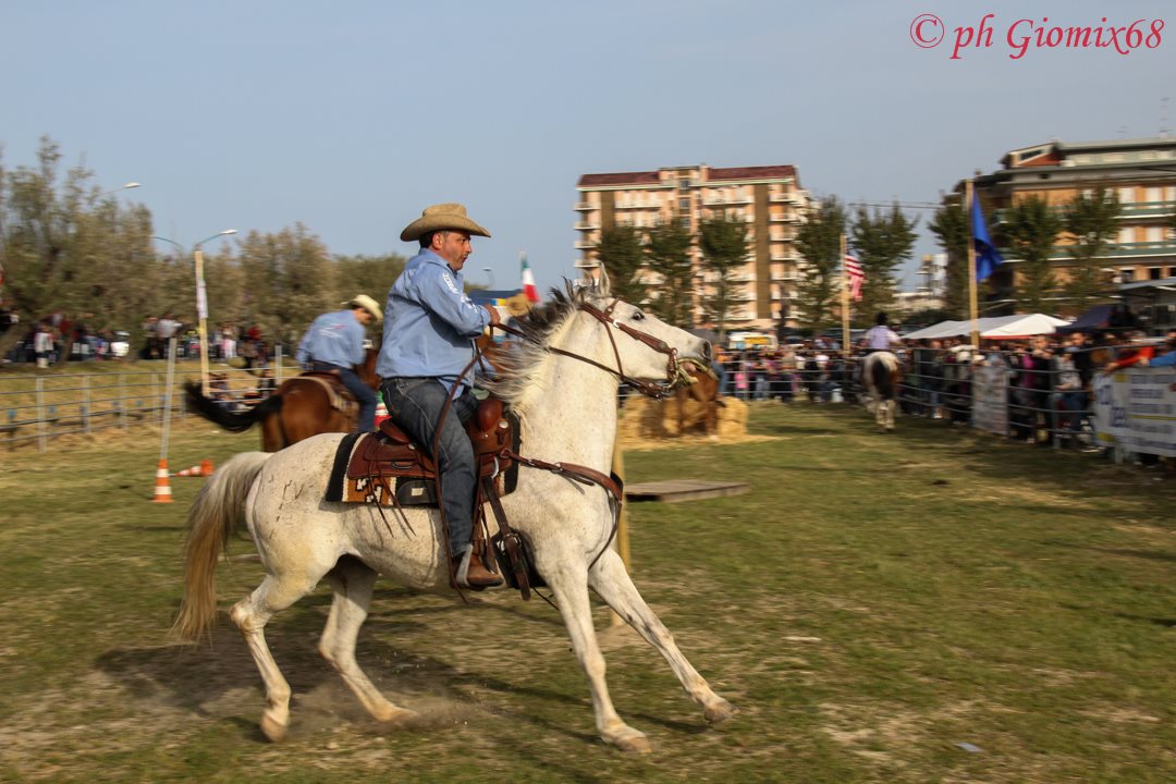 Cavallo D’amare 2013